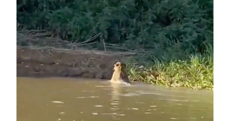 On&ccedil;a cruza caminho de pescadores com sucuri na boca – Foto: Reprodu&ccedil;&atilde;o