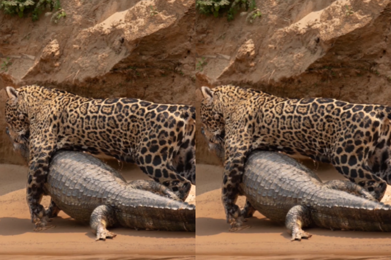 O v&iacute;deo mostra o momento em que uma on&ccedil;a-pintada arrasta um jacar&eacute;. &mdash; Foto: Gustavo Gaspari/Internet/Reprodu&ccedil;&atilde;o/ND