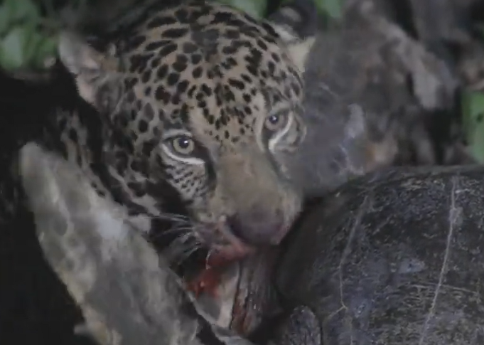 Onça come tartaruga-marinha