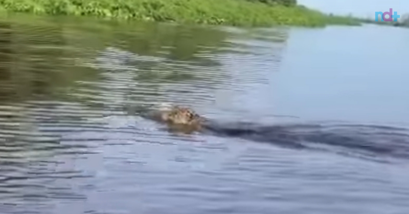 On&ccedil;a assusta pescador no Pantanal – Foto: Reprodu&ccedil;&atilde;o/ND