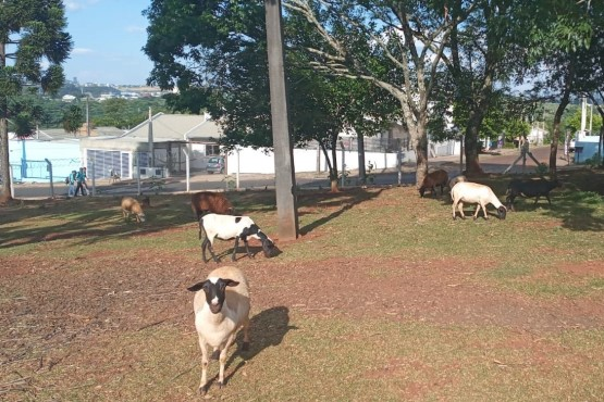 Internos do case de chapecó tem rotina peculiar; entenda