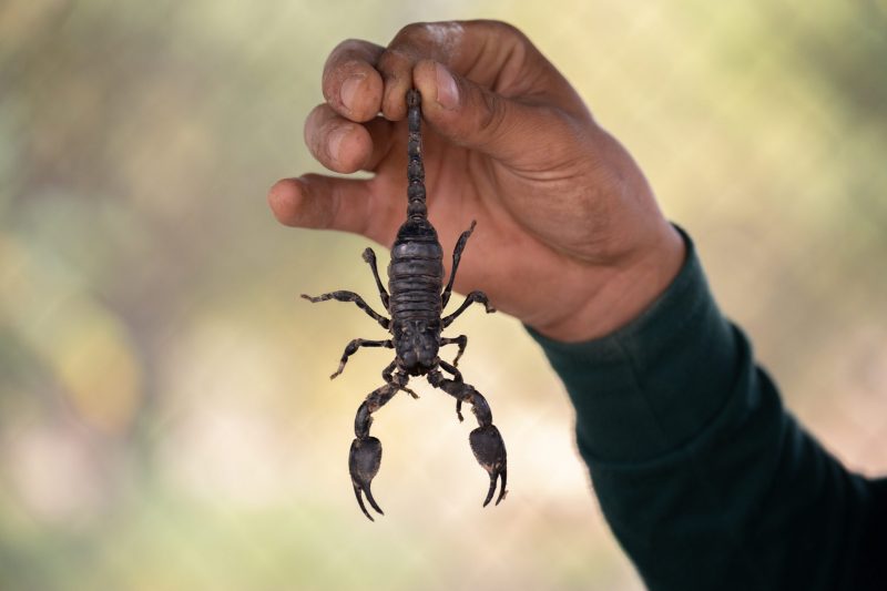 Saiba o significado de encontrar um escorpião em casa