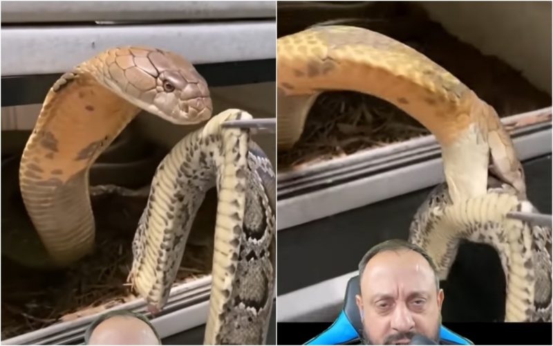 python and king cobra