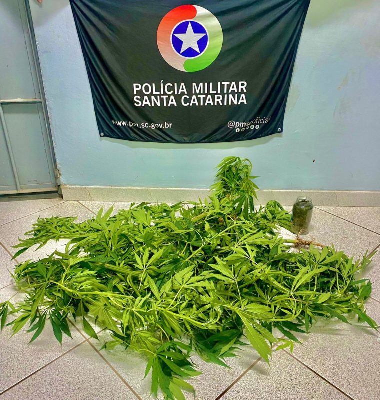 P&eacute;s de maconha foram apreendidos pela Pol&iacute;cia Militar. – Foto: Pol&iacute;cia Militar/Divulga&ccedil;&atilde;o/ND