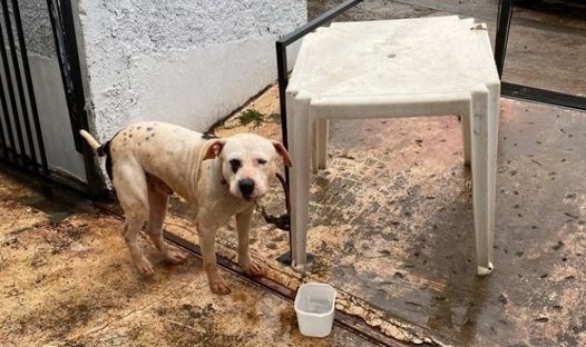 O cachorro estava em situa&ccedil;&atilde;o de maus-tratos e o tutor foi preso em Xanxer&ecirc;. &mdash; Foto: Pol&iacute;cia Militar/Reprodu&ccedil;&atilde;o/ND