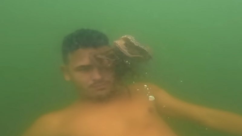 Polvo selvagem morde homem no Litoral de SC