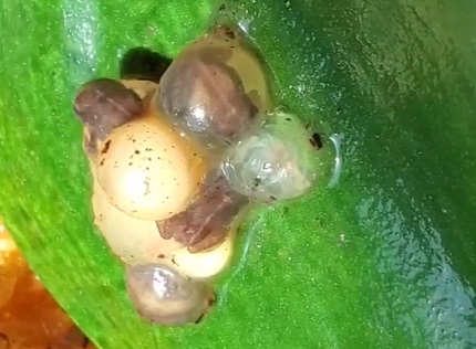 Imagem do nascimento das rãs