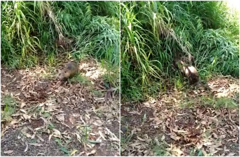 Ratão do banhado é capturado pelo IAT, mas o roedor deu muito