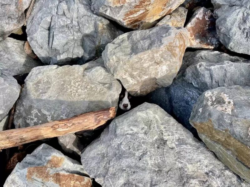 O homem viu um rosto no meio das pedras e identificou o animal. &mdash; Foto: San Francisco Animal Care &amp; Control/Reprodu&ccedil;&atilde;o/The Dodo