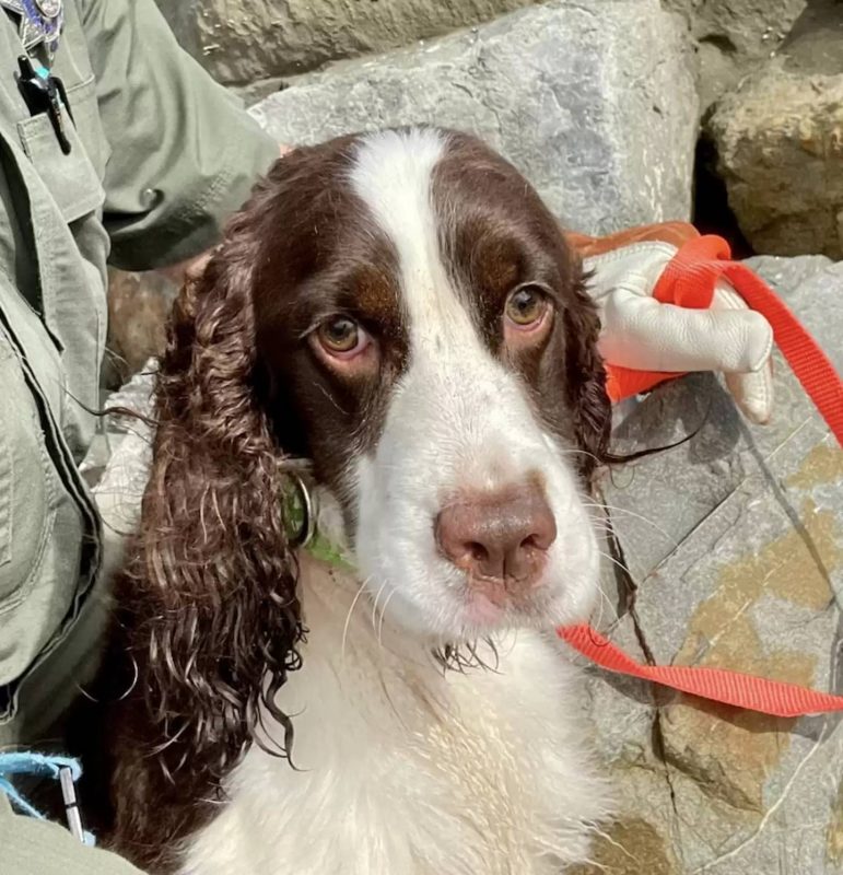 Depois de 15 minutos, o c&atilde;ozinho, batizado de Gwen, foi encontrado pela equipe. &mdash; Foto: San Francisco Animal Care &amp; Control/Reprodu&ccedil;&atilde;o/The Dodo