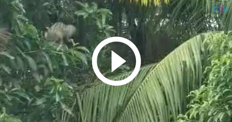 V&Iacute;DEO: Gato fica preso em &aacute;rvore e bombeiros passam sufoco para resgatar animal – Foto: Reprodu&ccedil;&atilde;o ND