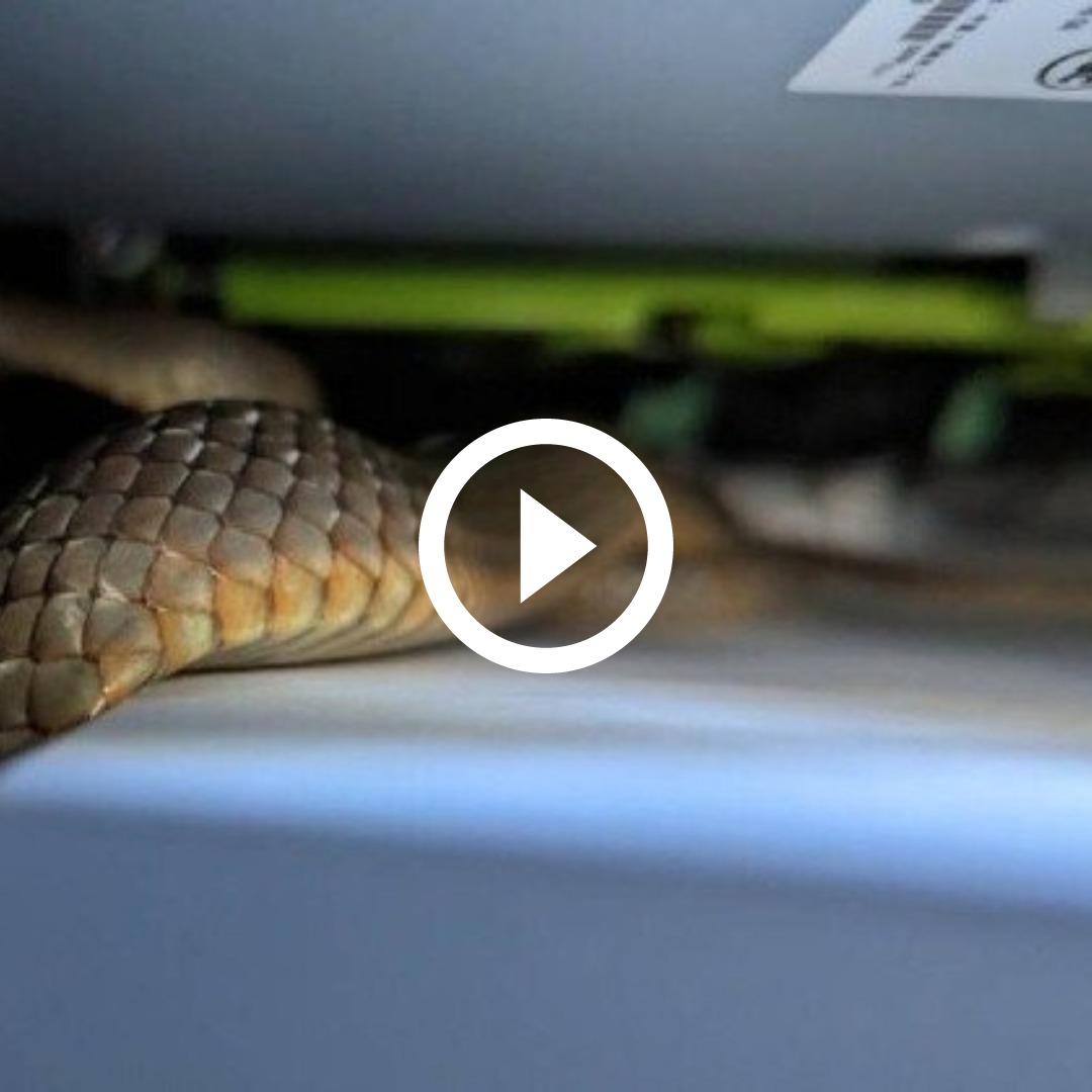 VÍDEO: Cobra mortal se esconde em impressora e é confundida com brinquedo:  'Sorte que ela viu