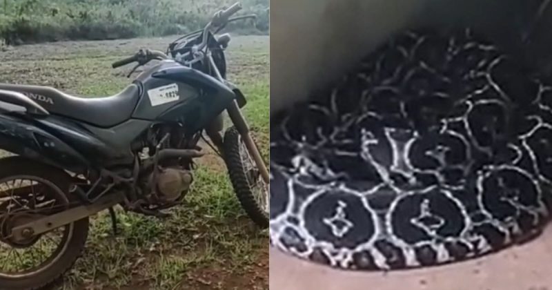 urutu-cruzeiro quase atacou o motociclista