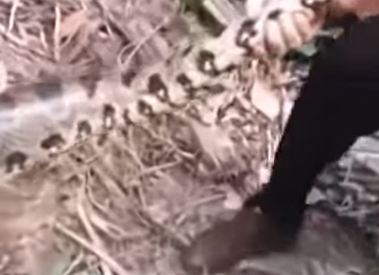 Pescador mexendo com sucuri 