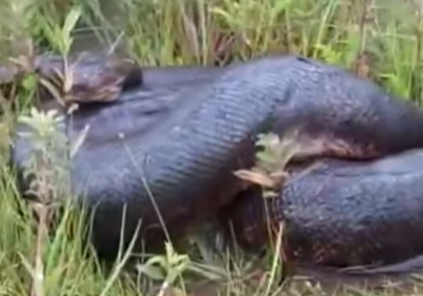 Sucuri em posição de bote