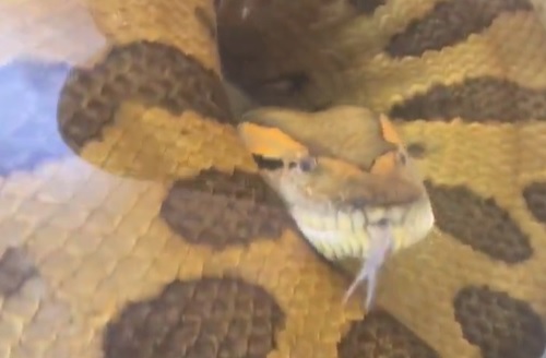 Sucuri em momento raro – Foto: Bryan Barczyk