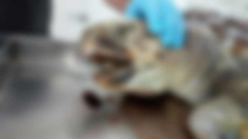 Lata de cerveja pode ter causado a morte do animal – Foto: PMP-BS/Udesc/Divulga&ccedil;&atilde;o/ND