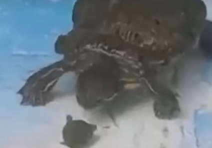 Biólogo explica história de tartaruga canibal