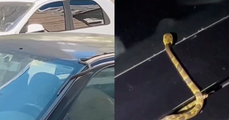 Cobras foram vistas em carros nas ruas de Itapema – Foto: Itapema Mil Grau/Reprodu&ccedil;&atilde;o/ND