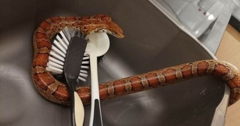 Animal estava escondido na pia da cozinha da casa da falecida tia – Foto: Paul Lawrie/Reprodu&ccedil;&atilde;o/ND