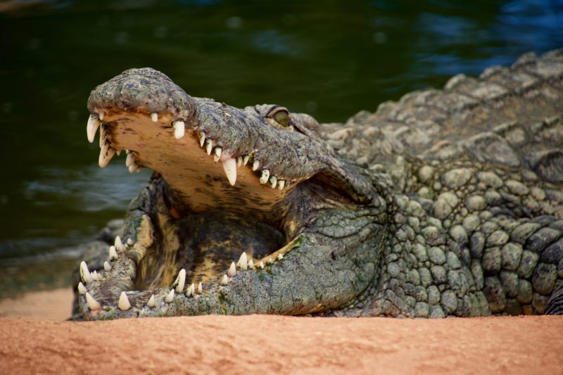 About 100 crocodiles remained on the territory.  – Photo: Unsplash/Disclosure/ND