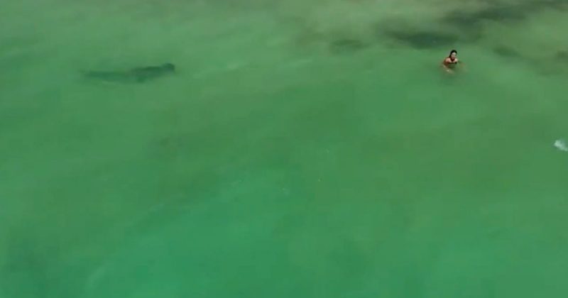 Tubar&atilde;o se aproxima de banhista, que se distra&iacute;a na &aacute;gua – Foto: Reprodu&ccedil;&atilde;o