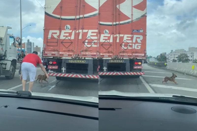 Motoristas pararam ve&iacute;culos para tentar pegar o cachorro – Foto: Mariana Coutinho/Reprodu&ccedil;&atilde;o