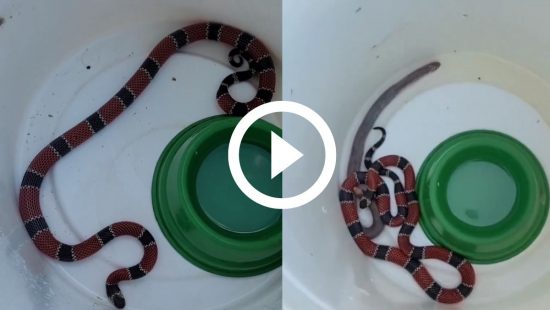 VÍDEO: Cobra mortal se esconde em impressora e é confundida com brinquedo:  'Sorte que ela viu