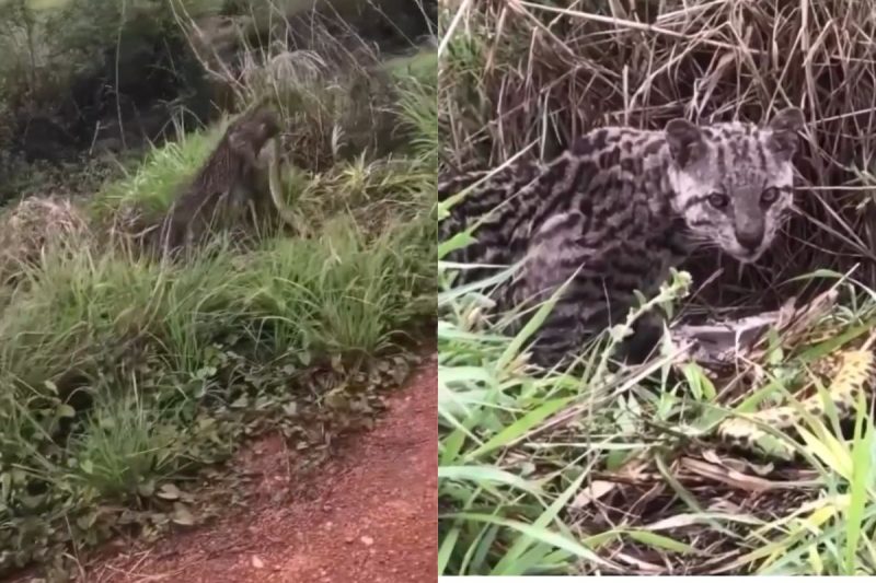 V&iacute;deo mostra gato-do-mato predando sucuri em cena inusitada – Foto: Reprodu&ccedil;&atilde;o/Internet/ND