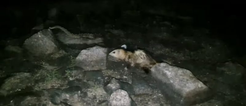 Registro feito momentos antes da luta come&ccedil;ar – Foto: Reprodu&ccedil;&atilde;o/Internet/ND