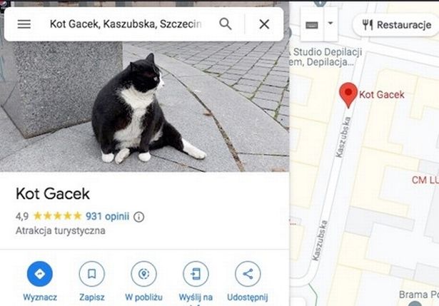 Gacek: conheça o gato de rua que virou atração turística em cidade na  Polônia