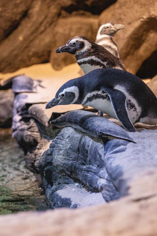 Nos espa&ccedil;os &eacute; poss&iacute;vel observar cada detalhe de pertinho – Foto: Divulga&ccedil;&atilde;o