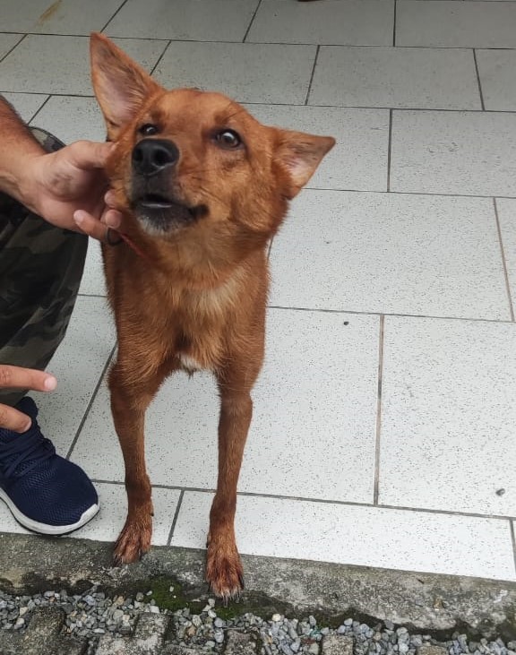 C&atilde;o foi encontrado com ind&iacute;cios de maus-tratos – Foto: Reprodu&ccedil;&atilde;o/BPM