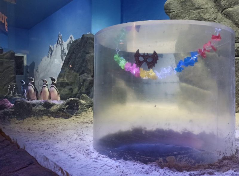 Recintos receberam decora&ccedil;&atilde;o especial – Foto: Reprodu&ccedil;&atilde;o/Oceanic Aquarium