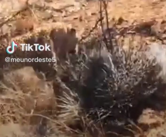 V&iacute;deo flagra combate entre os animais – Foto: Reprodu&ccedil;&atilde;o/Internet