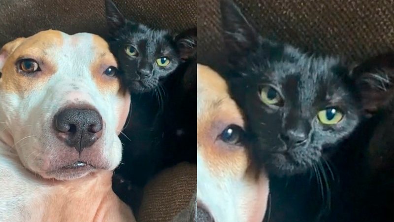 Jackie n&atilde;o gosta nem um pouco de ser acariciada por seus tutores, muito menos de ser pega no colo. – Foto: Reprodu&ccedil;&atilde;o TikTok /m.kayyyyy/Divulga&ccedil;&atilde;o/ND