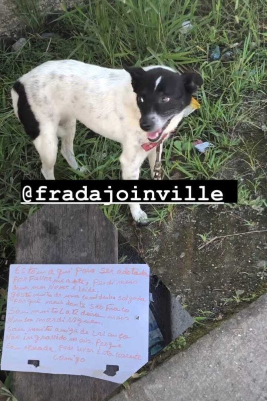 Cachorra &eacute; abandonada junto com carta – Foto: Frada