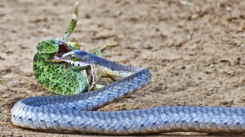 Camale&atilde;o em luta com uma cobra venenosa – Foto: Latest Sightings/ND