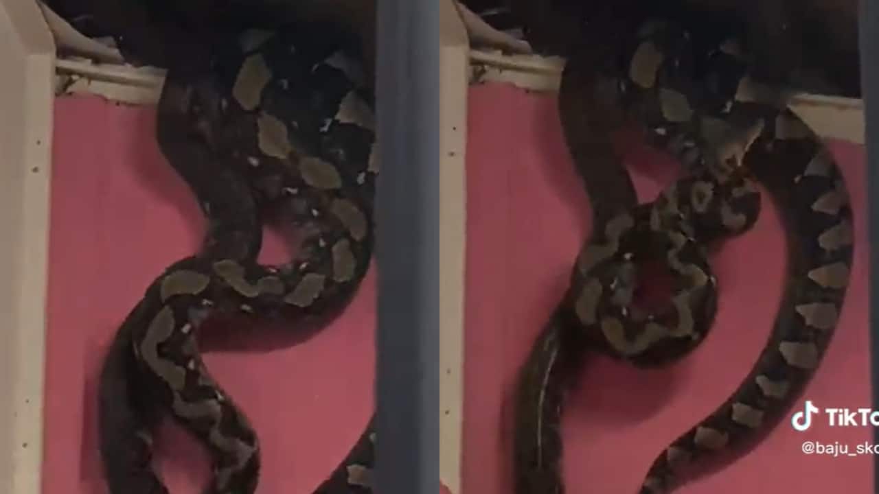 Cobra de mais de 3 metros é encontrada morando em teto de banheiro