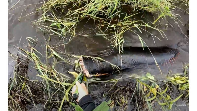 Pirarucu enorme deu trabalho ao pescador