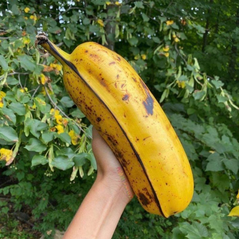 Foto de banana gigante viraliza e deixa internautas impressionados; confira | ND Mais