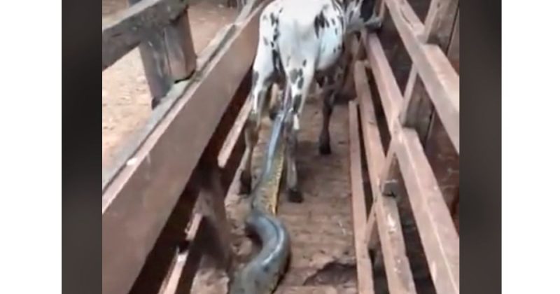 Sucuri mordeu o bezerro, mas não conseguiu engolir