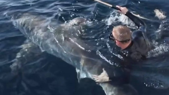 Fot&oacute;grafo de vida selvagem abra&ccedil;a tubar&atilde;o durante mergulho nos Estados Unidos. – Foto: @outcast_sport_fishing/Instagram/Reprodu&ccedil;&atilde;o/ND