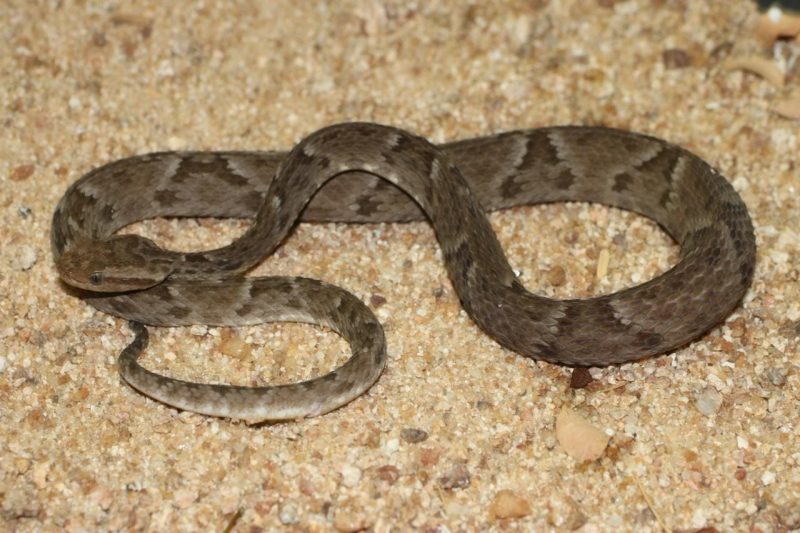 Uma jararaca atacou uma mulher em catanduvas. &mdash; Foto: Corpo de Bombeiros/Reprodu&ccedil;&atilde;o/ND