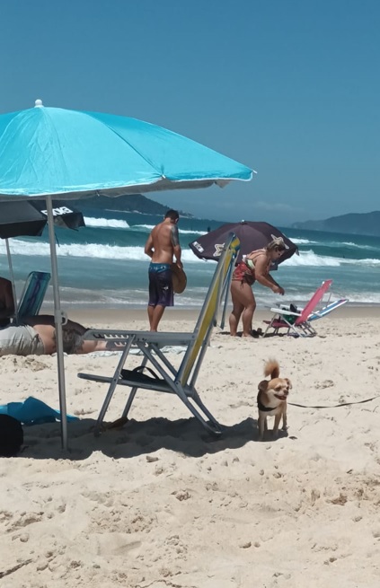 Cachorro em praia de Florian&oacute;polis – Foto: Divulga&ccedil;&atilde;o/ND