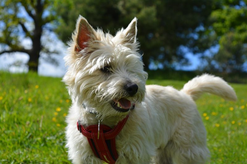 Dorothy's amiable companion in The Wizard of Oz (1939) named Toto is a Cairn Terrier.  The breed is known for being always alert, active and independent.  Because it is small, it weighs an average of 6 kg and measures 25 cm. – Photo: pexels/rodnae productions/ND – Photo: hazelw90/Pixabay/ND