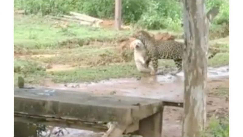 Cachorro aparece carregado pelo pesco&ccedil;o pela on&ccedil;a – Foto: Reprodu&ccedil;&atilde;o