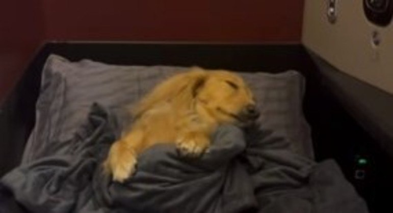 A cadelinha viajou at&eacute; Paris com muito conforto – Foto: Internet/Reprodu&ccedil;&atilde;o/ND
