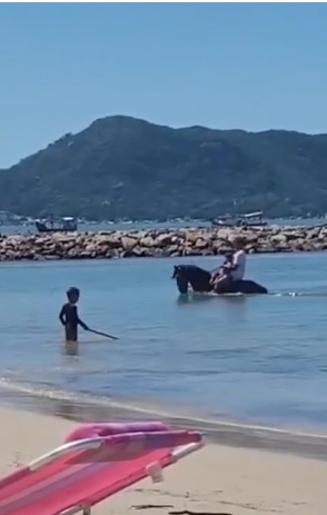 Cavalo se banha em praia de SC e divide opini&otilde;es na internet – Foto: Redes Sociais / Reprodu&ccedil;&atilde;o ND