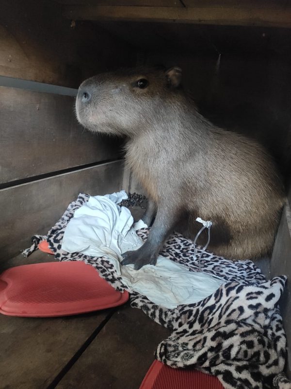 O corpo eu já tenho em 2023  Capivara, Fotos de capivara, Capivaras